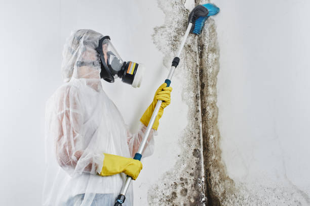 Best Kitchen Mold Remediation in Cape Charles, VA