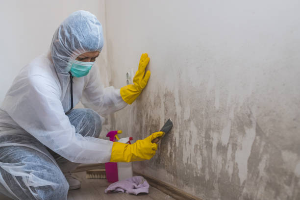 Best Health and Safety Mold Remediation in Cape Charles, VA