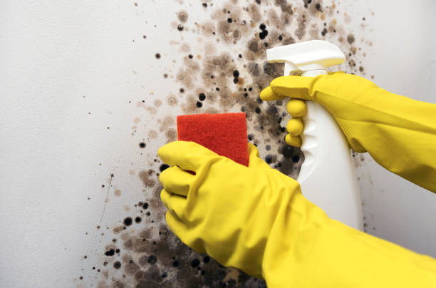 Reliable Cape Charles, VA Mold Remediation Solutions