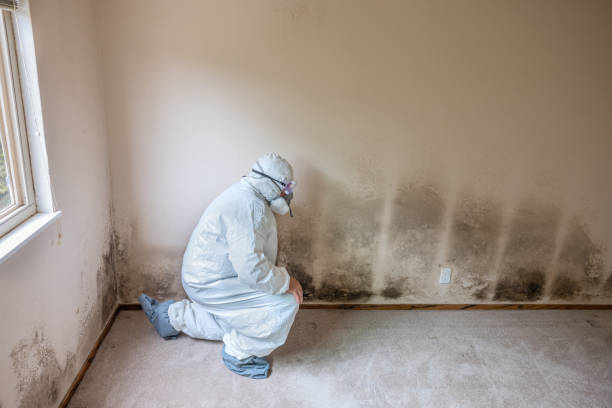 Best Basement Mold Remediation in Cape Charles, VA
