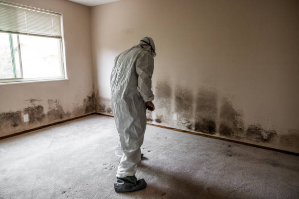 Best Black Mold Remediation in Cape Charles, VA