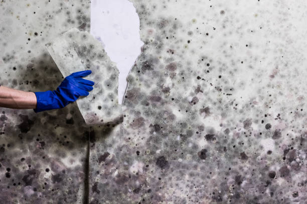 Best Insurance-Related Mold Remediation in Cape Charles, VA