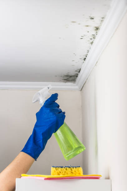 Best Localized Mold Remediation (e.g., coastal areas, humid climates) in Cape Charles, VA